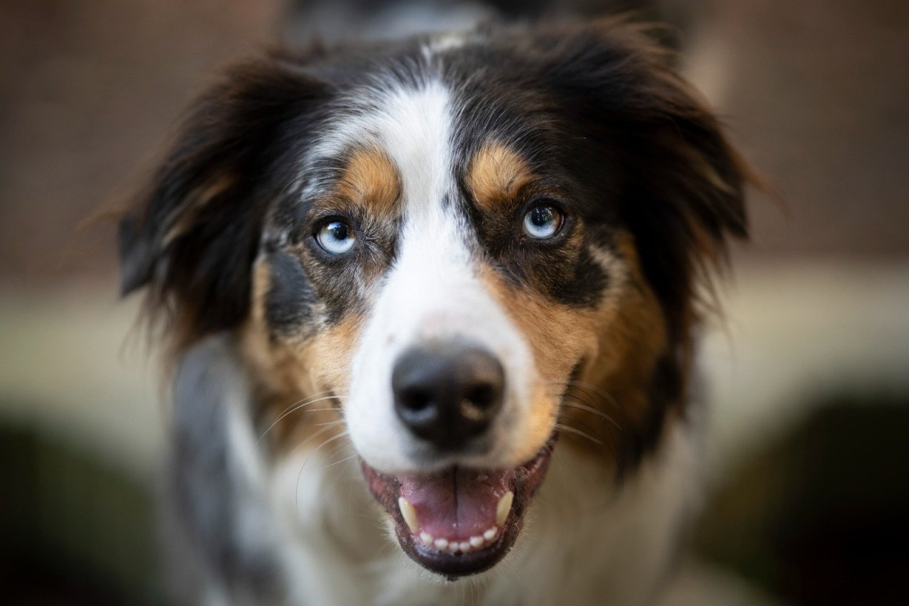 Nieuw huisje voor onze hond