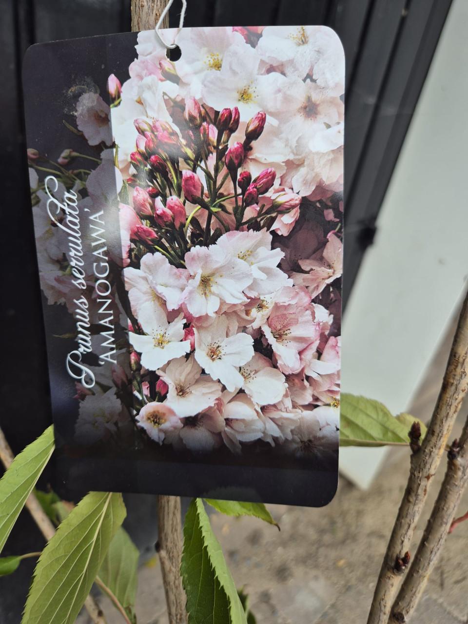 Japanse sierkers, oftewel de Prunus Serrulata Amanogawa