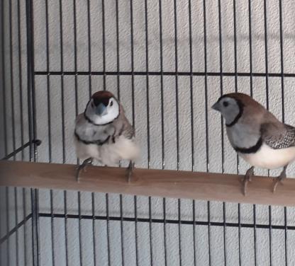 Bichenow met uitstaande veren