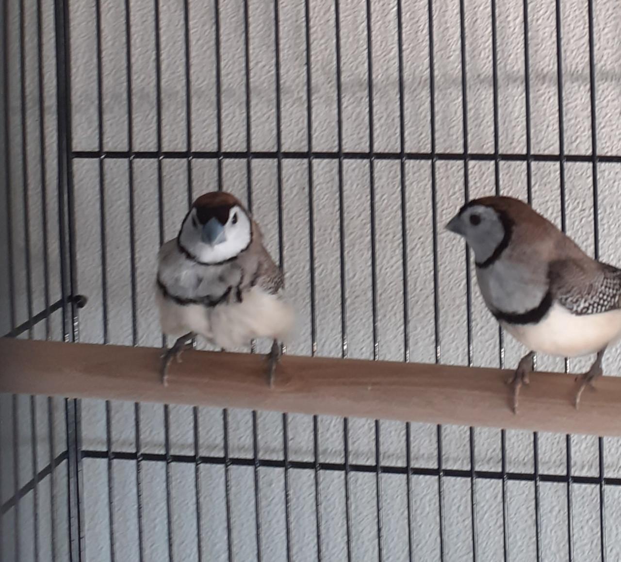 Bichenow met uitstaande veren