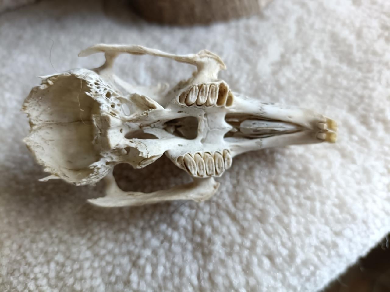 Konijnen schedeltjes 35 jaar oud