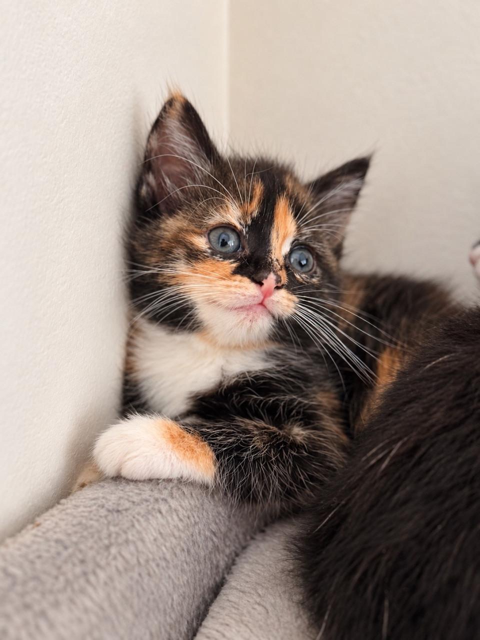 Langharige kittens