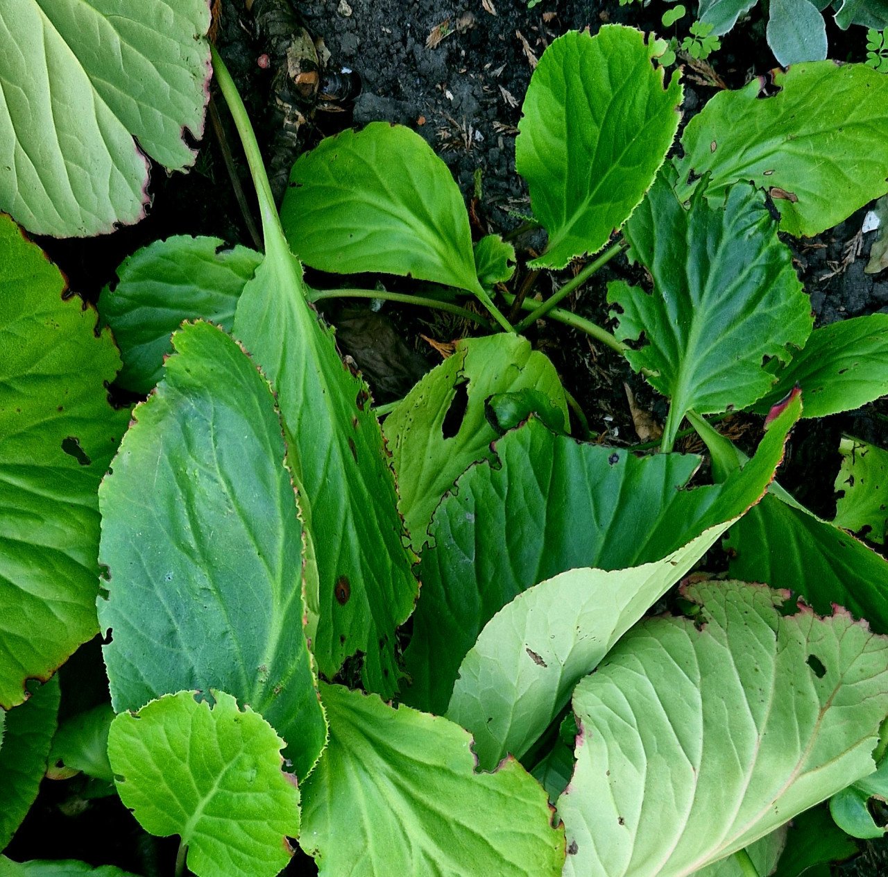 Jonge schoenlappersplanten (Bergenia cordifolia)