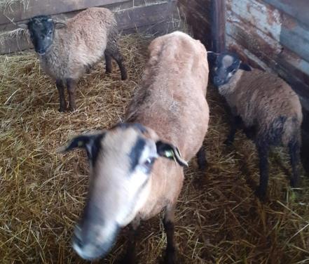 Schaap Haarschapen ideaal voor paardenwei onderhoud arm stel of los