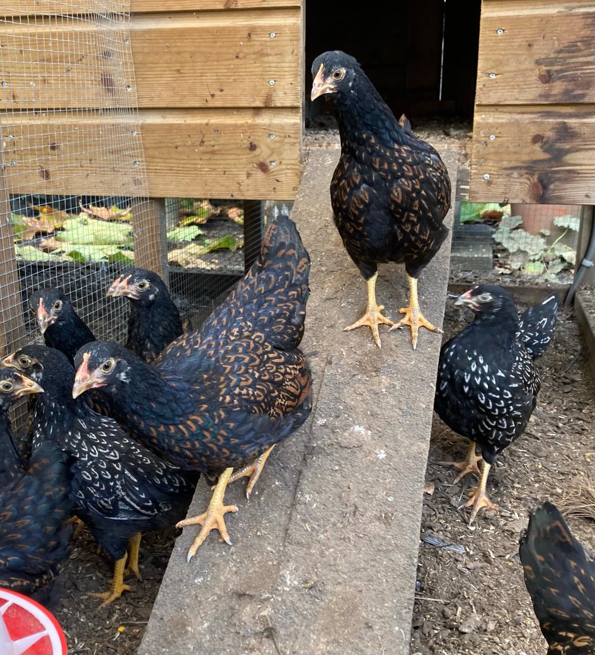 Barnevelder kriel hennen