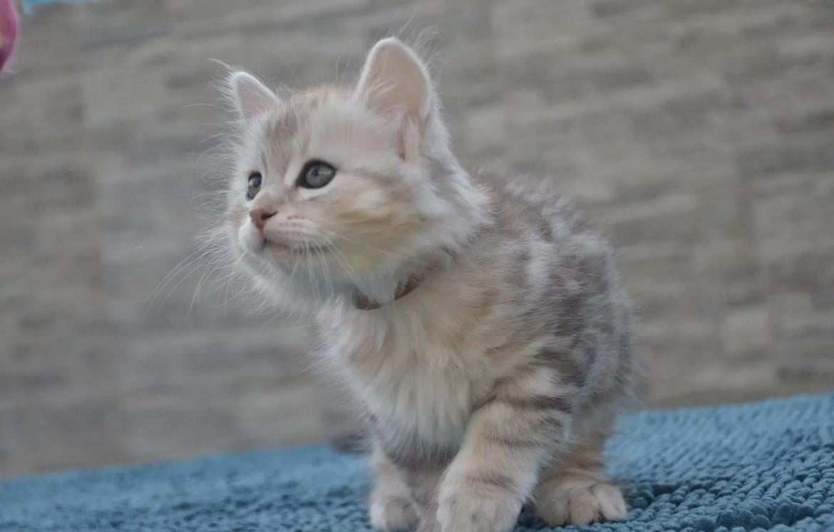 Nestje schattige kittens (nog 4)