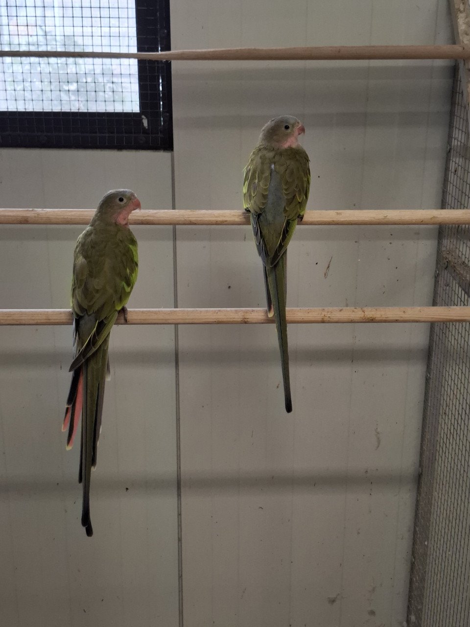 2 koppel princess of wales parkieten