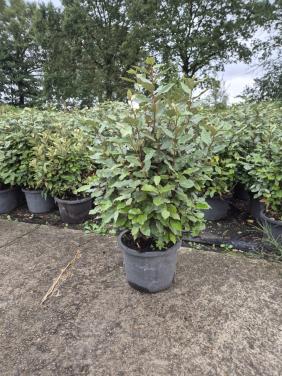 Forse olijfwilg compacta haagplanten