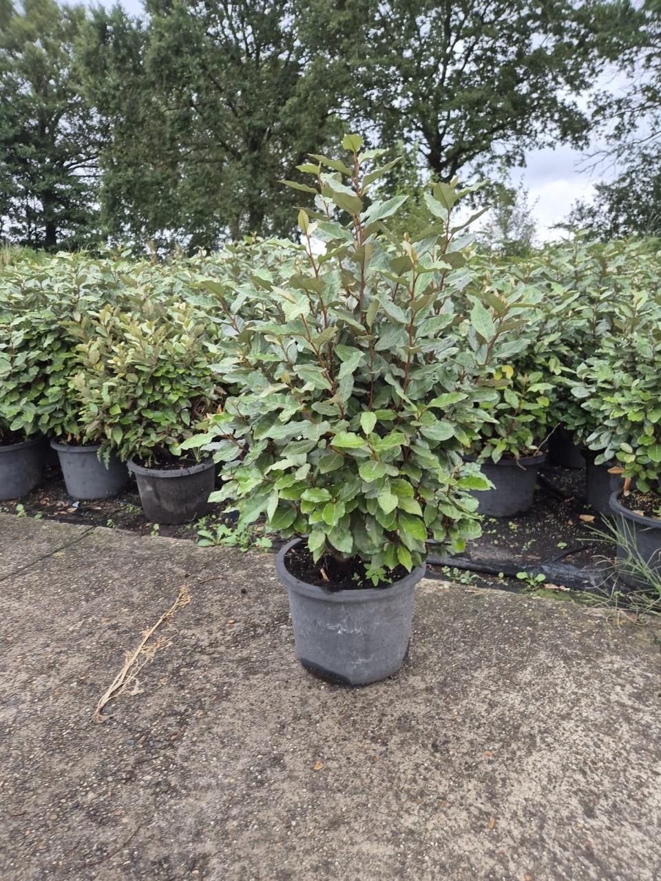 Forse olijfwilg compacta haagplanten