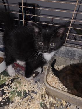 Kittens kitten poes poesjes kat katjes ophalen mogelijk