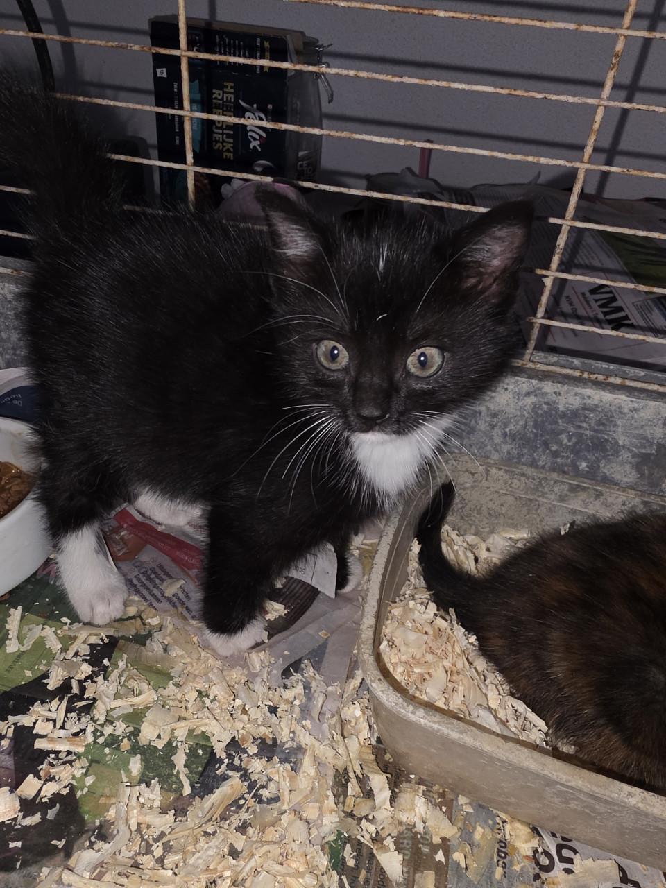 Kittens kitten poes poesjes kat katjes ophalen mogelijk