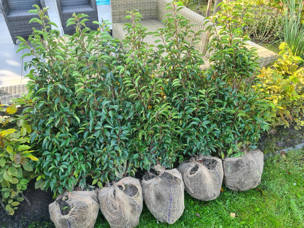 Portugese laurier 100-120 cm haagplanten de allerlaatsten!