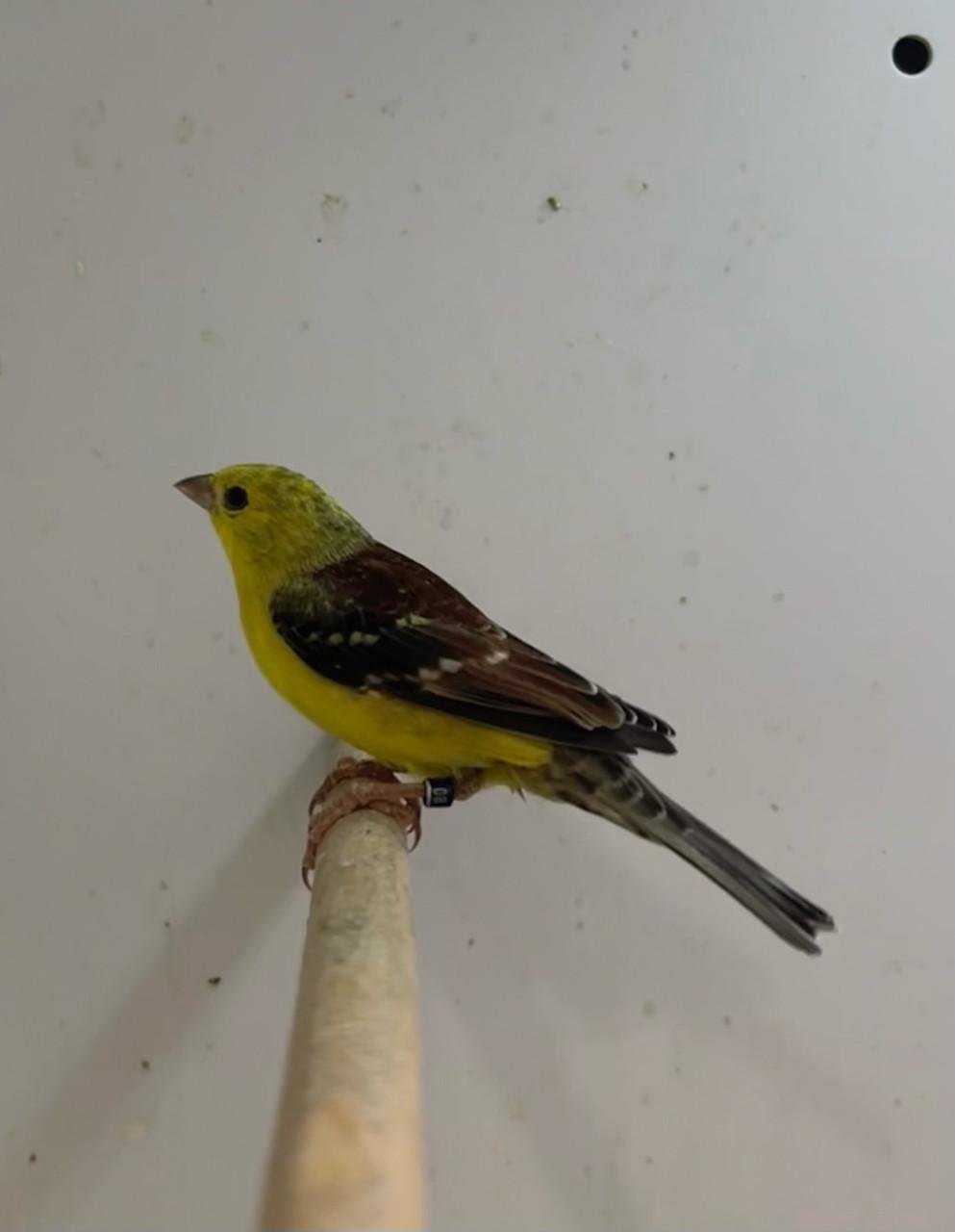 3-3 bruinrug goudmus