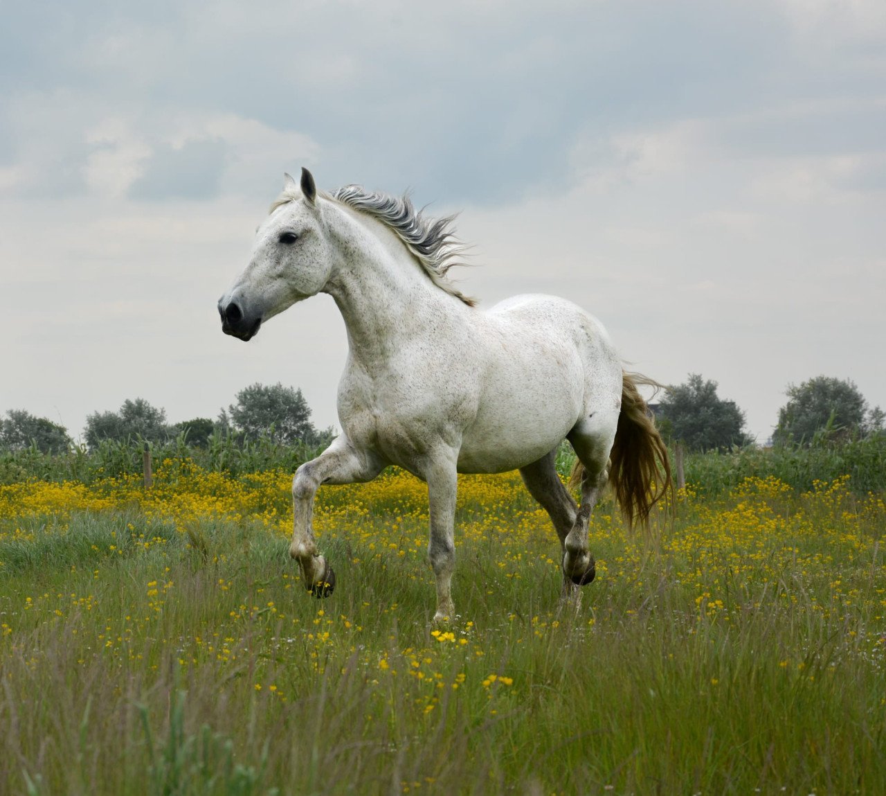 Grote PRE ruin te koop