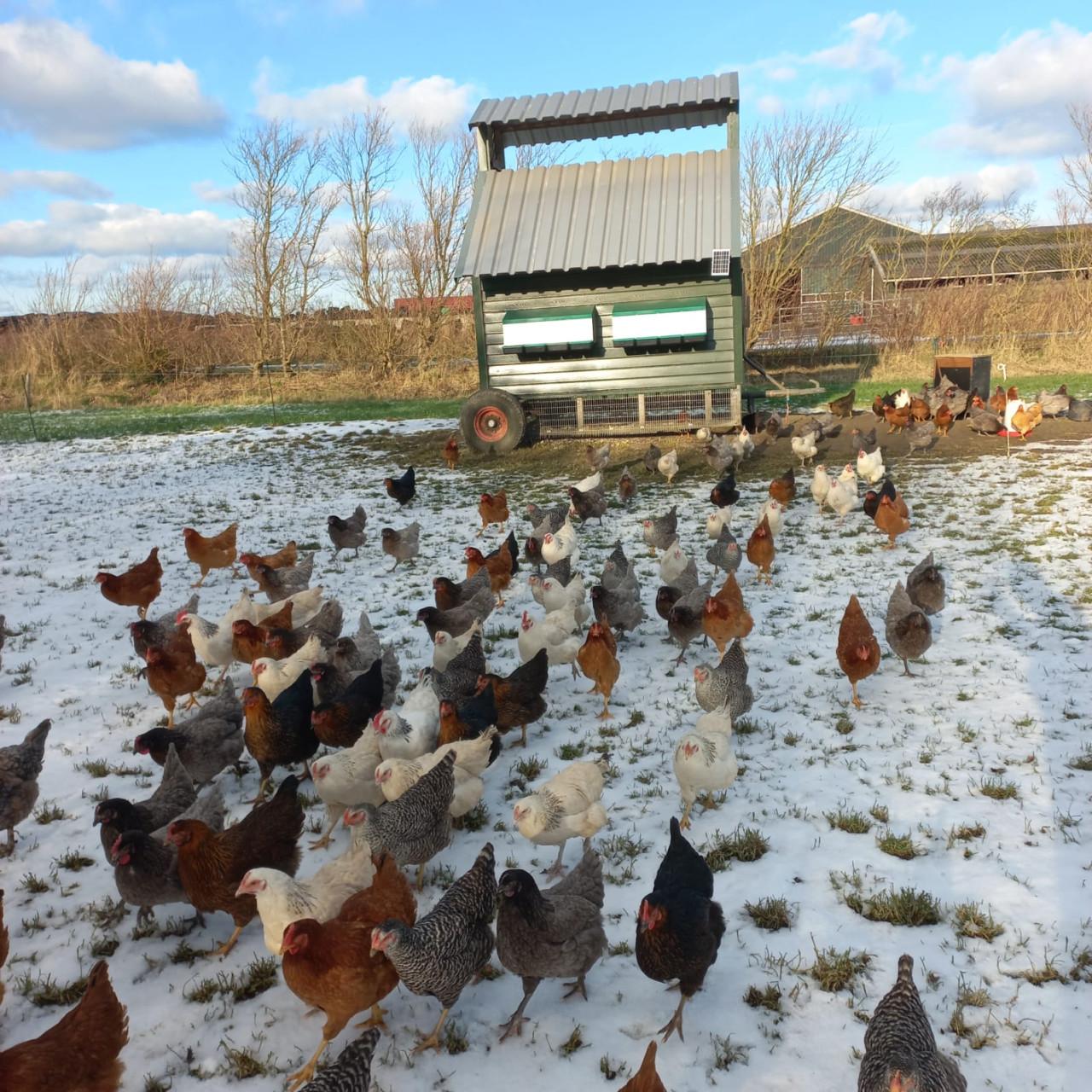 Jonge leghennen te koop