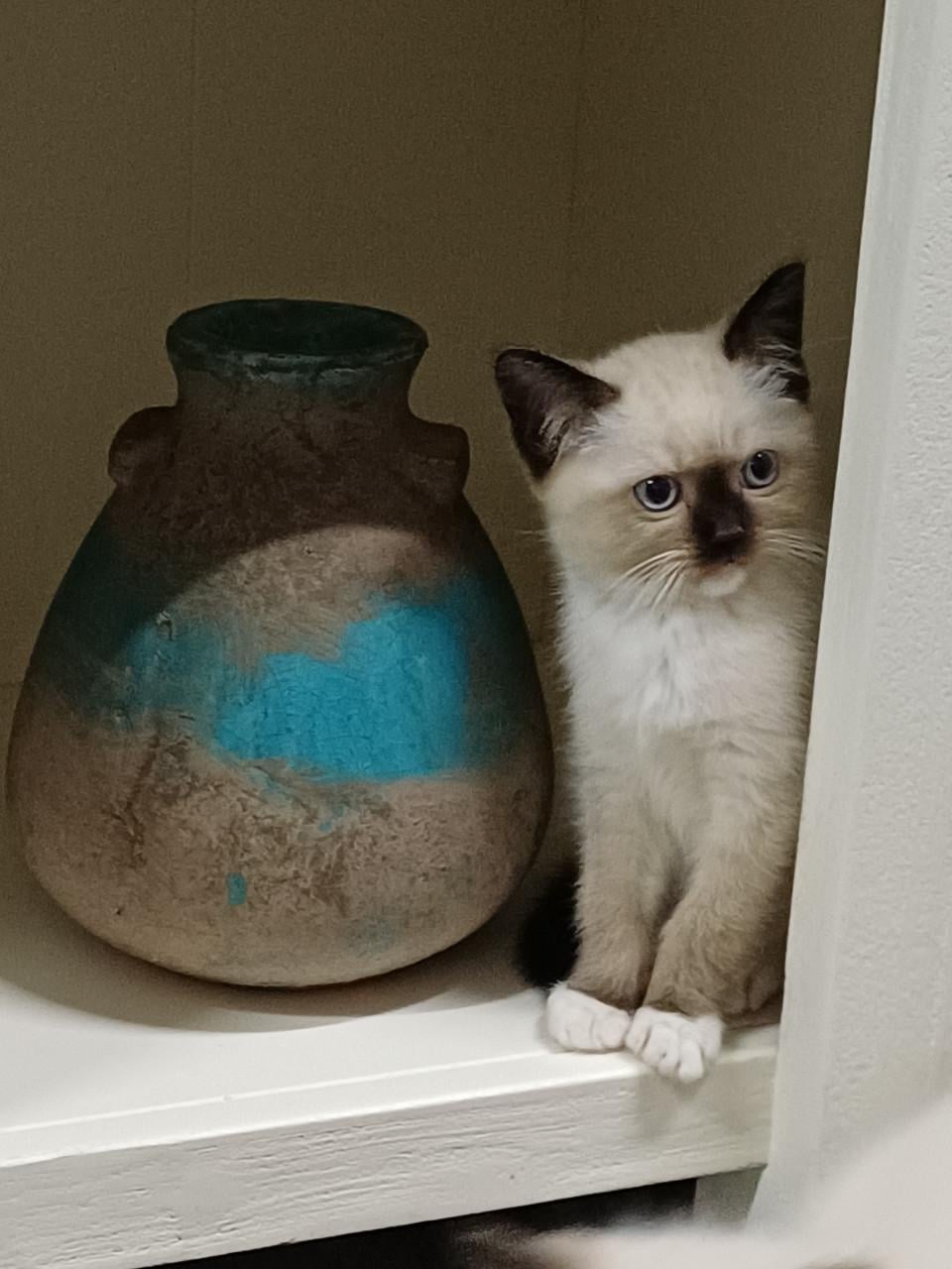 Prachtige Britse Korthaar x Ragdoll kittens beschikbaar.