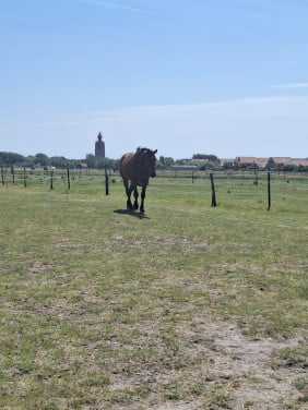 Hulp in de verzorging gezocht / verzorgpaard aangeboden