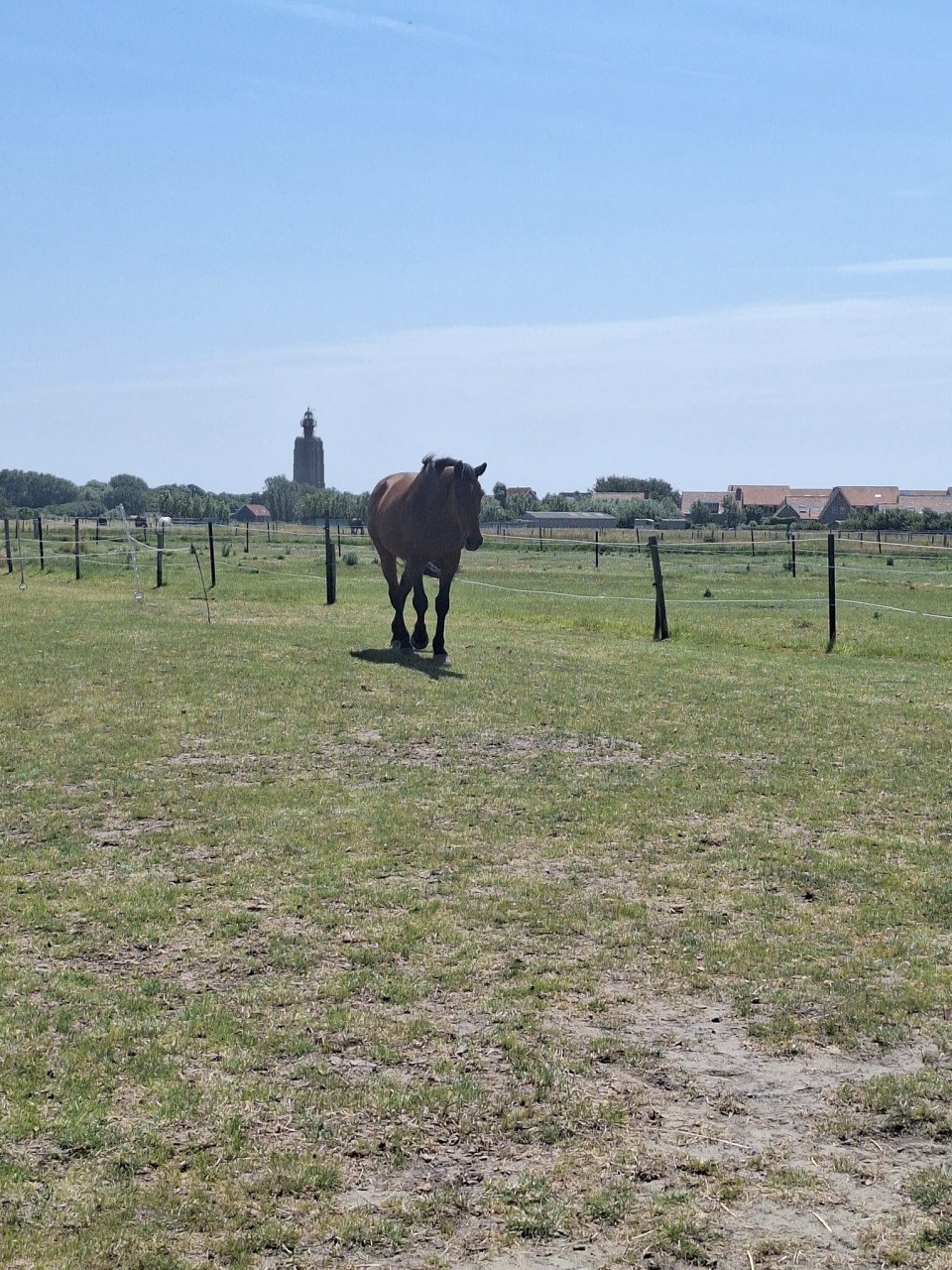 Hulp in de verzorging gezocht / verzorgpaard aangeboden