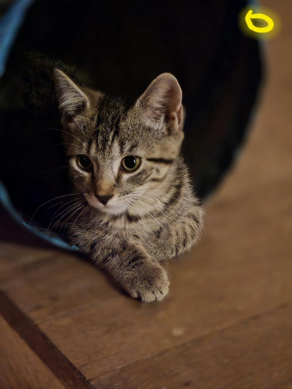 Gebroeders Knuffel en Truffel op zoek naar een nieuwe hoekbank