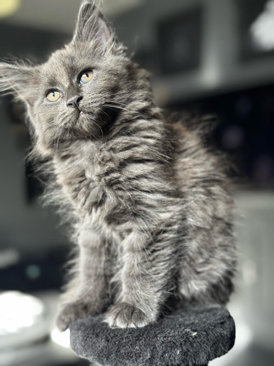 Maine coon kittens blue