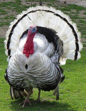 Kalkoen kalkoenen stel paartje