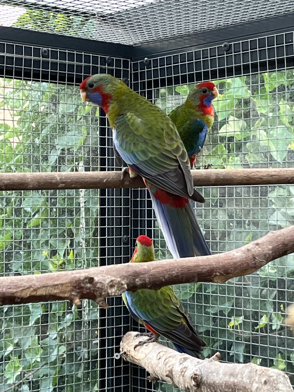 Jonge penant rosella,s zijn geringd
