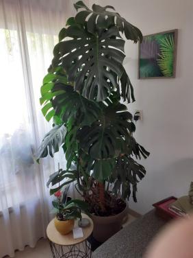 Grote monstera gatenplant.