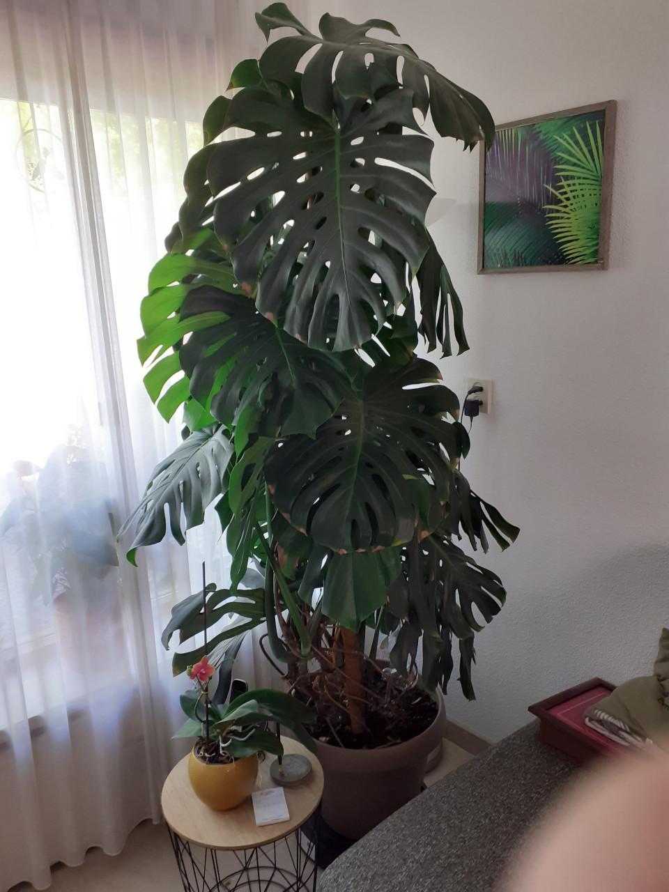Grote monstera gatenplant.