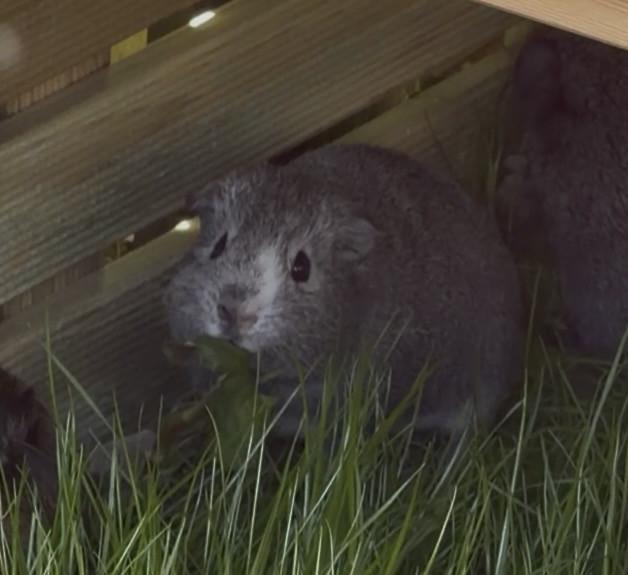 Cavia beer zoekt thuis