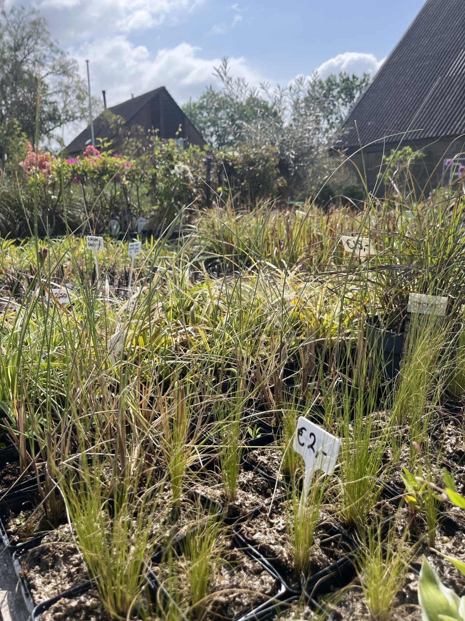 Diverse soorten (jonge siergrassen)