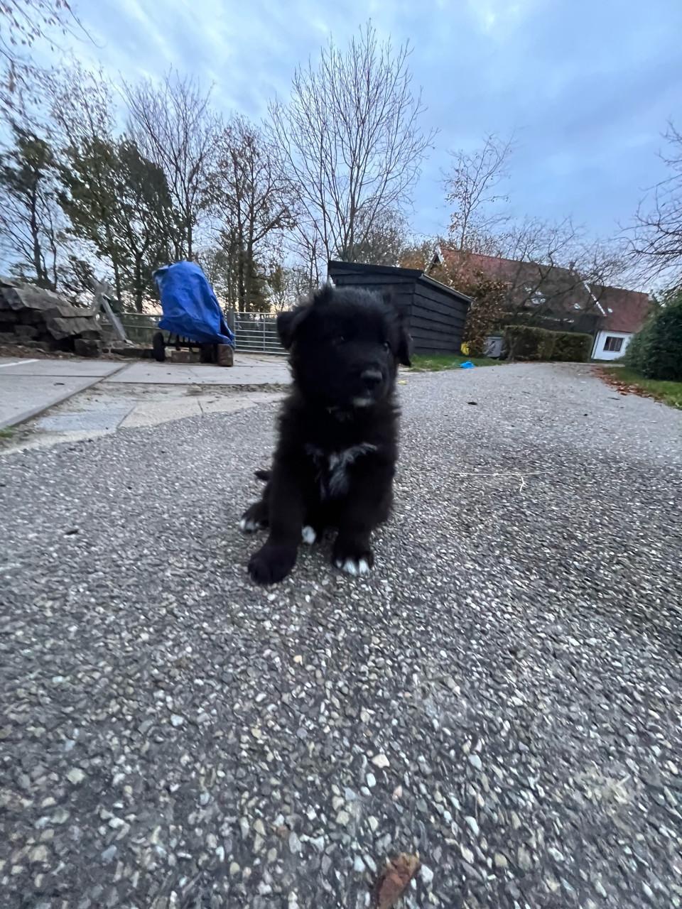Puppies  duitse herder/ border collie