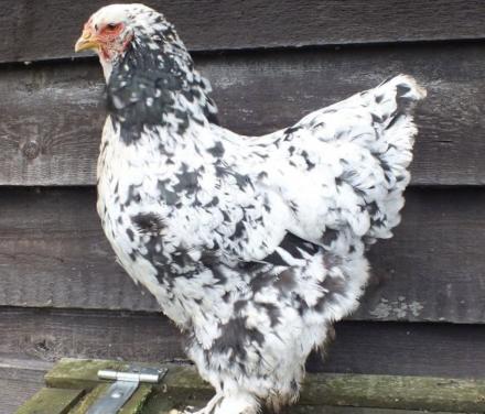 (Gevraagd) Brahama hennen!