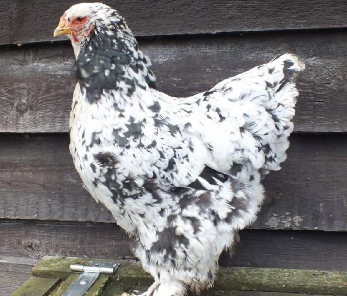 (Gevraagd) Brahama hennen!