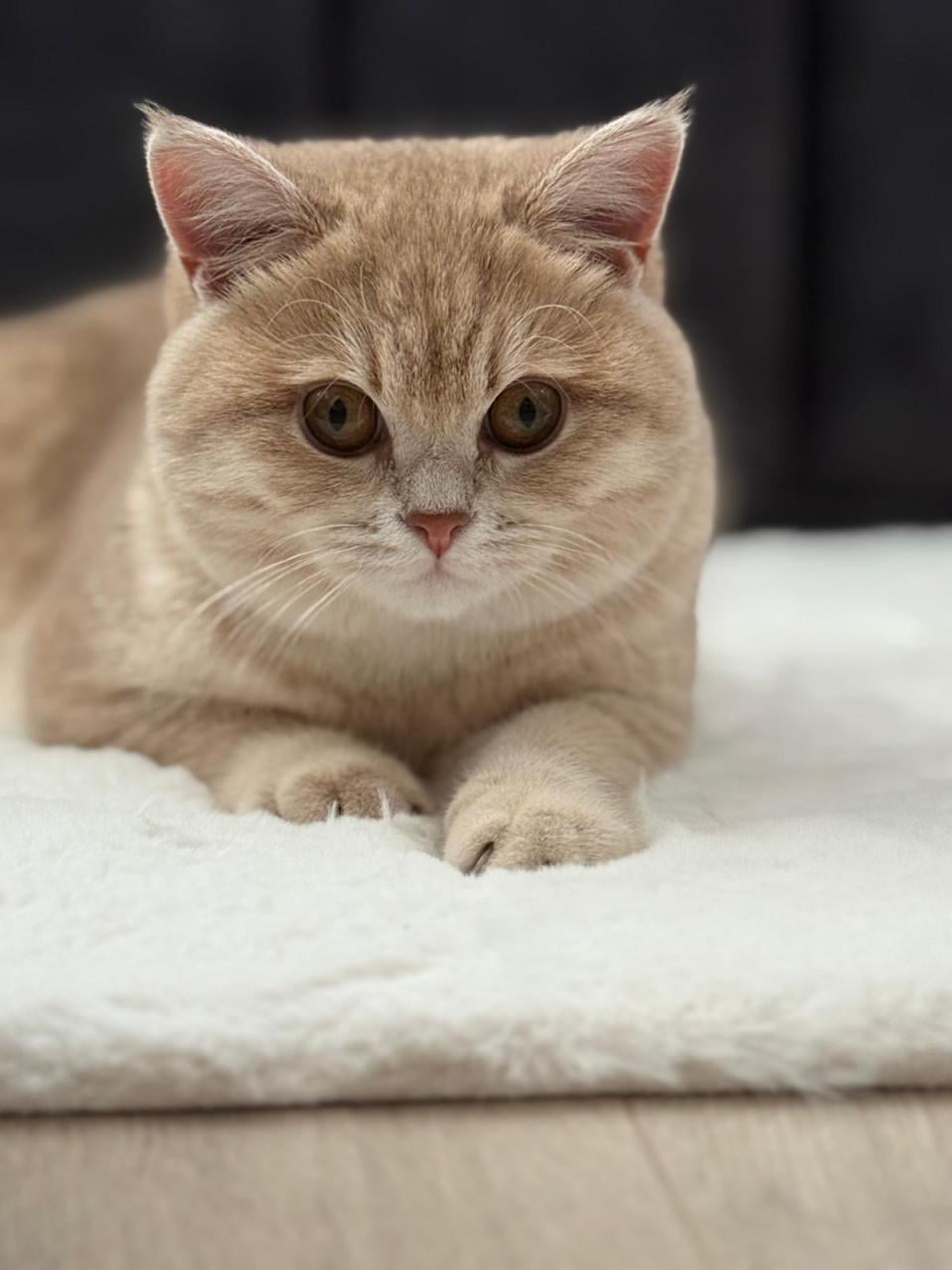 2 Britse korthaarkatten