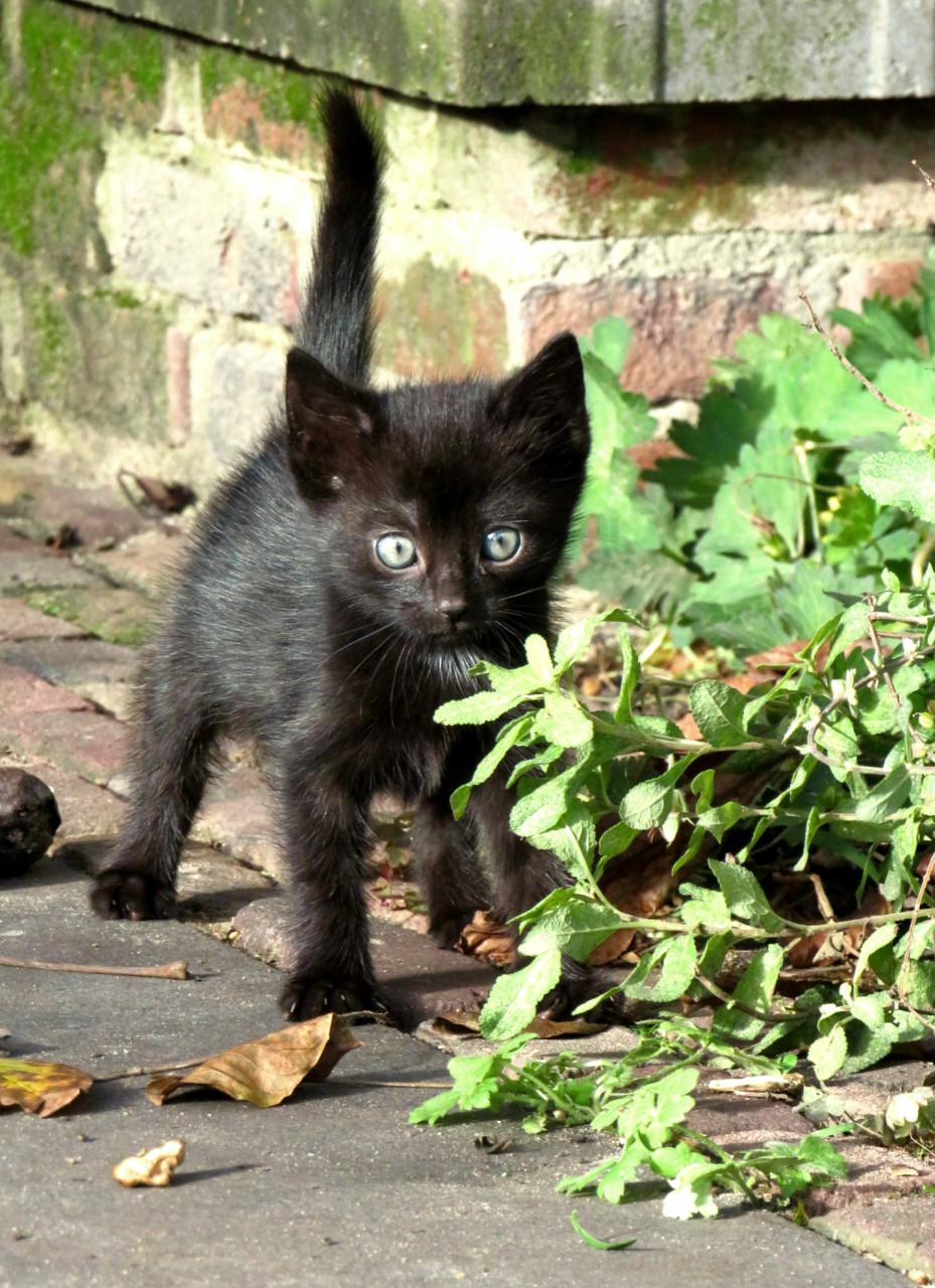 Kittens