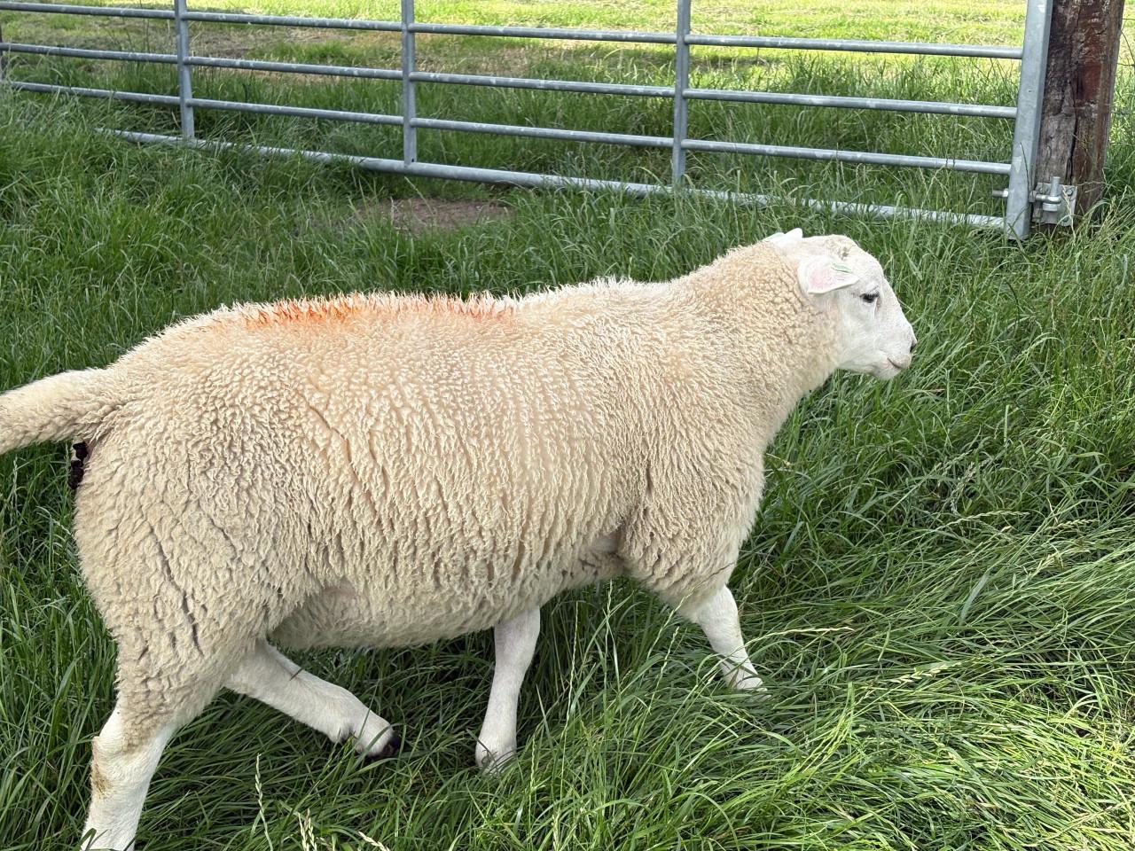 Zwoeger- scrapie vrije stamboek swifter rammen