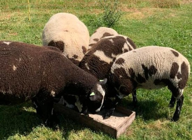 Schapen schaap BONT lam lammeren lammetjes zoeken nieuwe weide