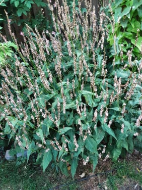 Gratis vaste plant persicaria