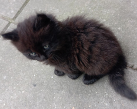 Kittens