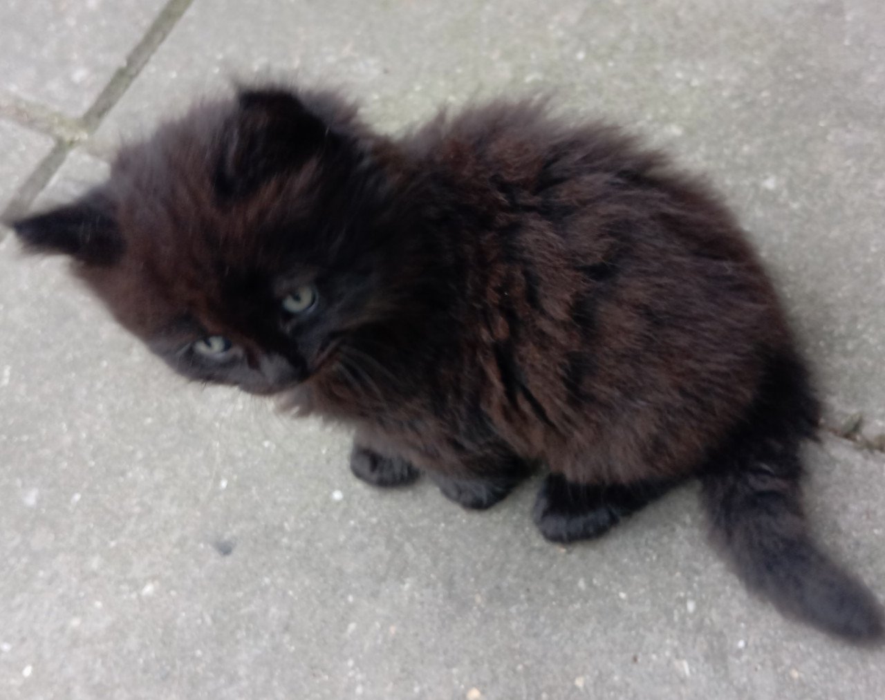 Kittens
