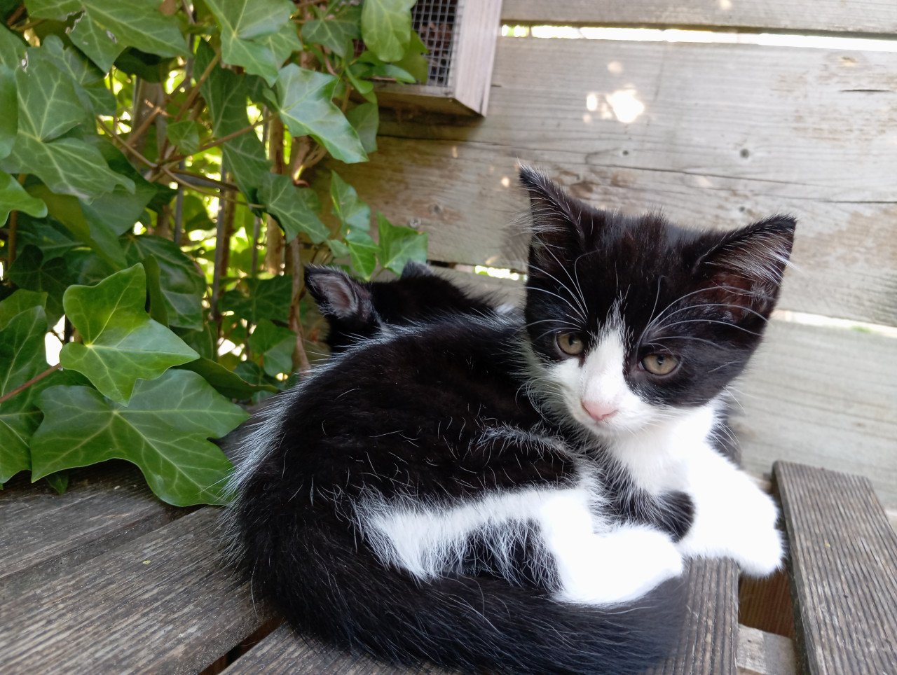 Kitten vrouwtje