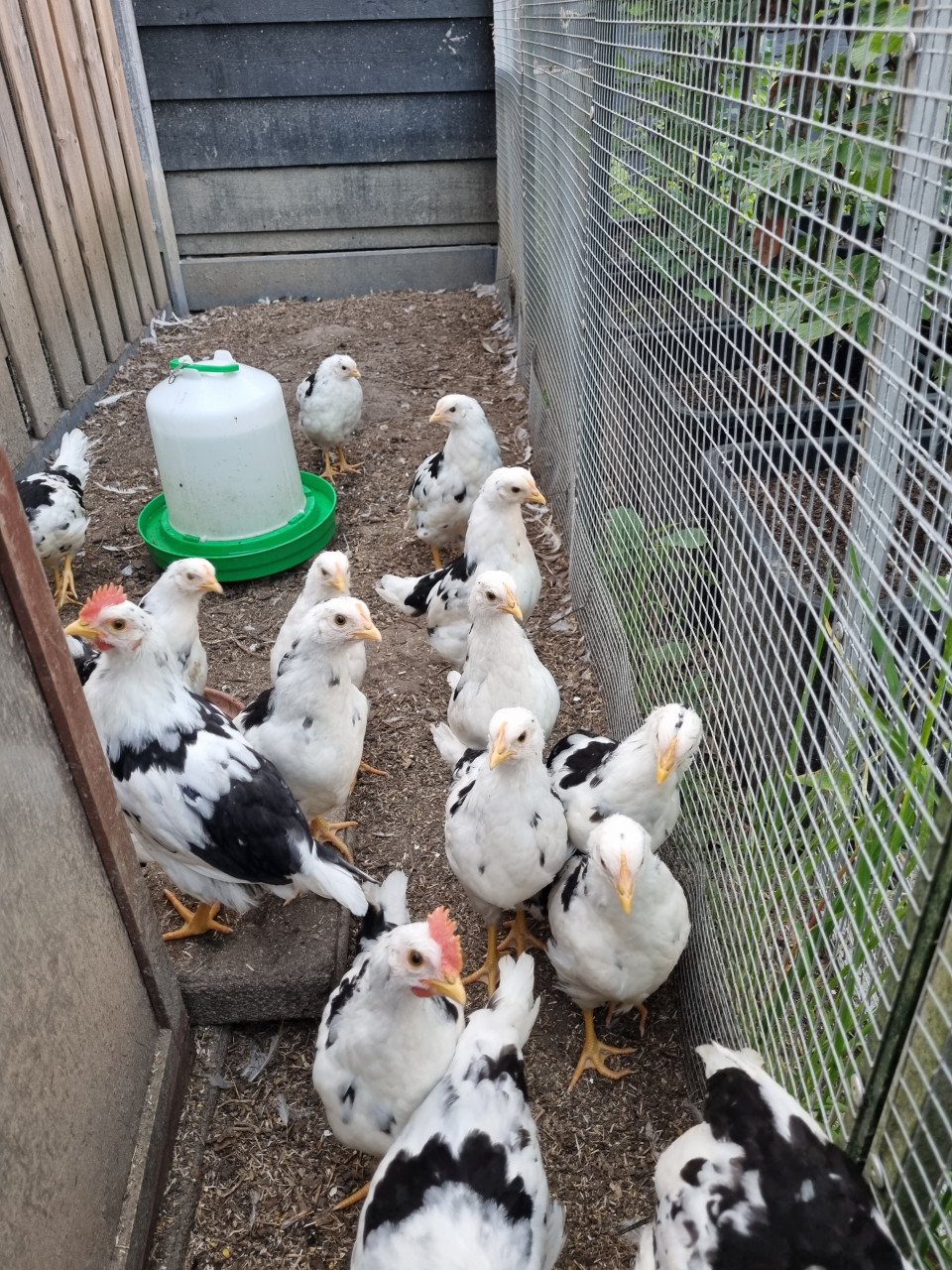 Bonte leghorns