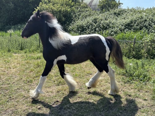 Super lieve Tinker merrie