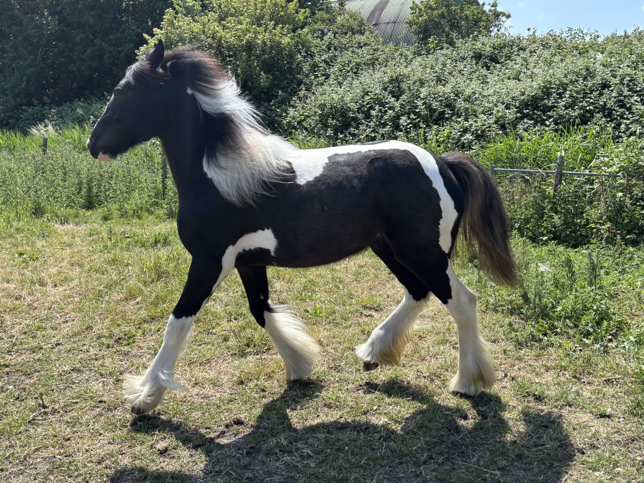 Super lieve Tinker merrie