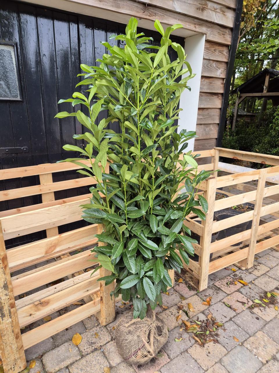 Prunus Genolia - sjieke smal opgaande laurierhaagplanten