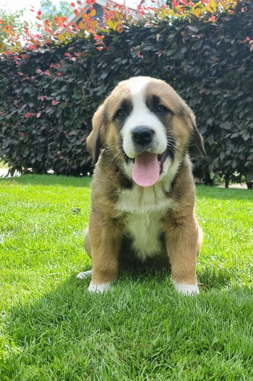 Zwitserse Sennen x Sint Bernard pups