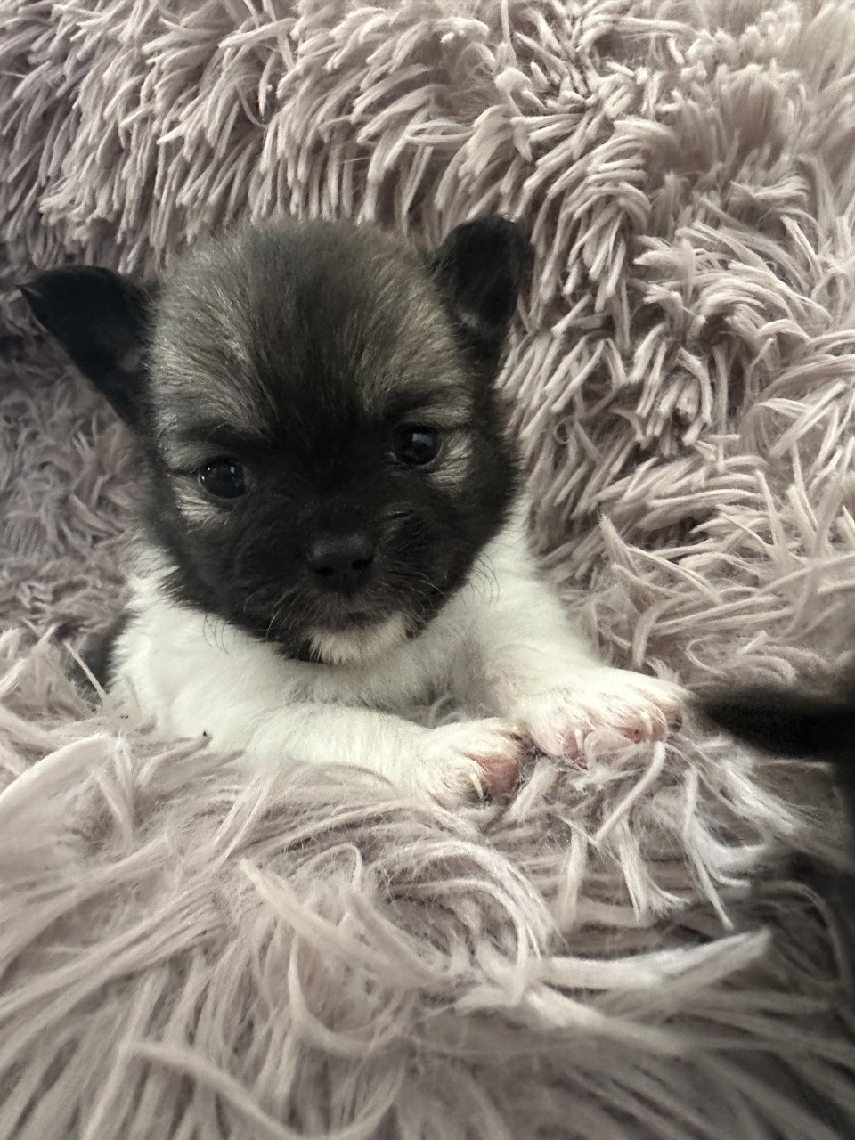 Pomeriaan pups