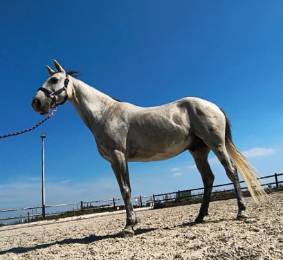Pony