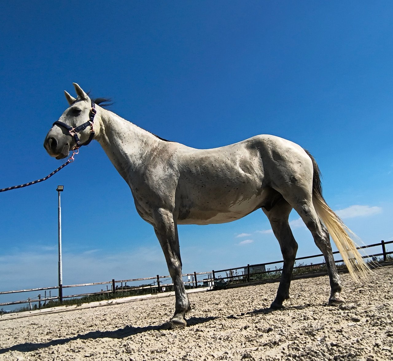 Pony