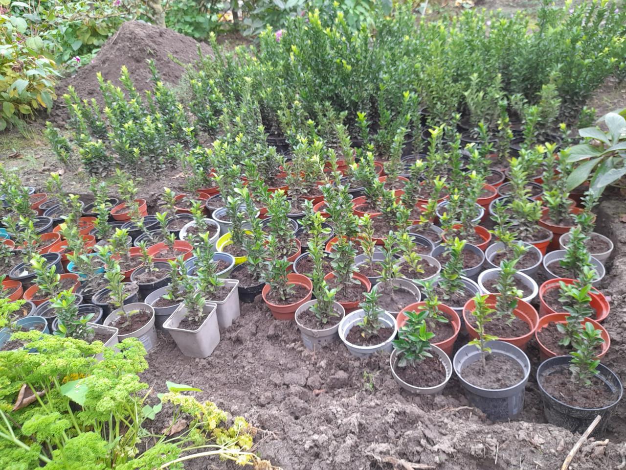 Nieuwe buxus